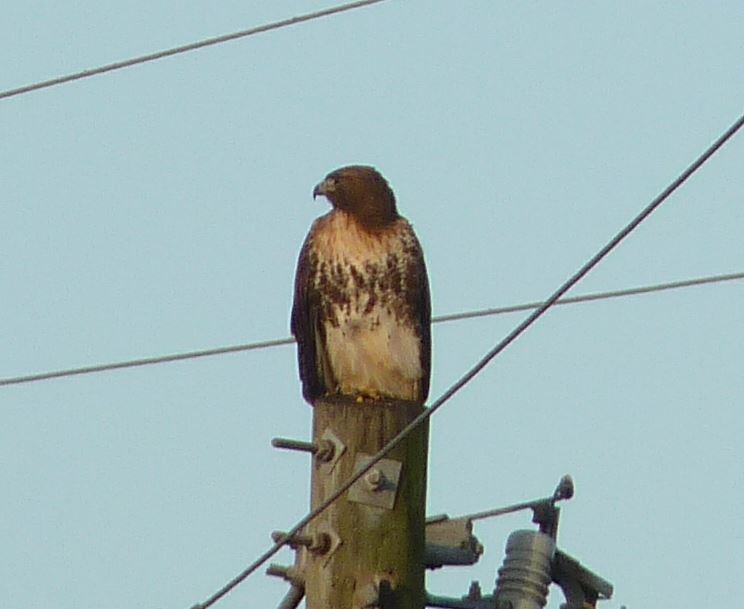 Red-tailed Hawk (umbrinus) - ML42813841