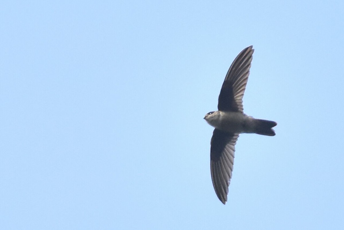 Indian Swiftlet - ML42814551