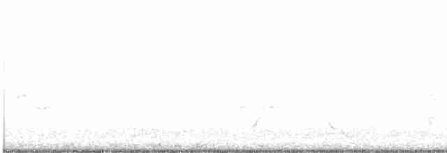 White-breasted Whistler - ML428147681