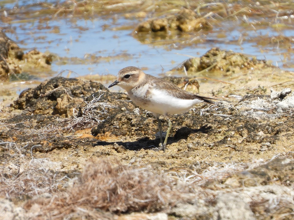 Double-banded Plover - ML428148341