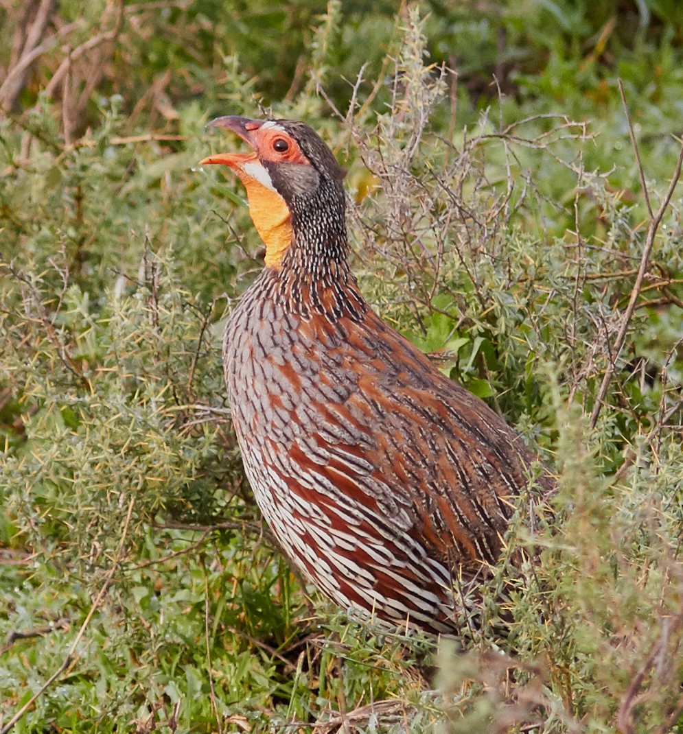Gray-breasted Spurfowl - ML42814871