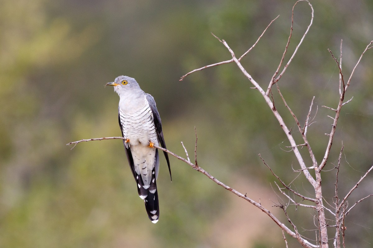 Common Cuckoo - Stefan Heyne