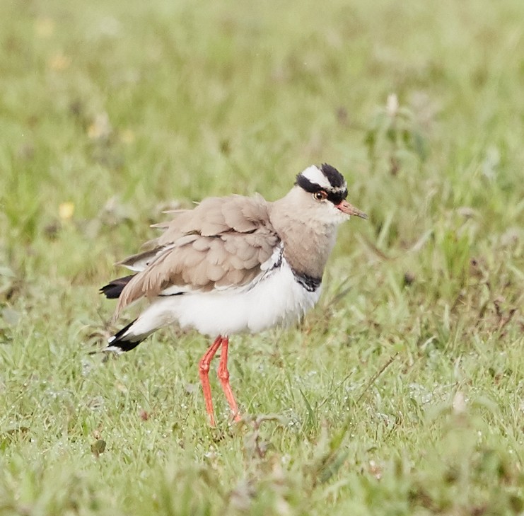 Crowned Lapwing - ML42814951