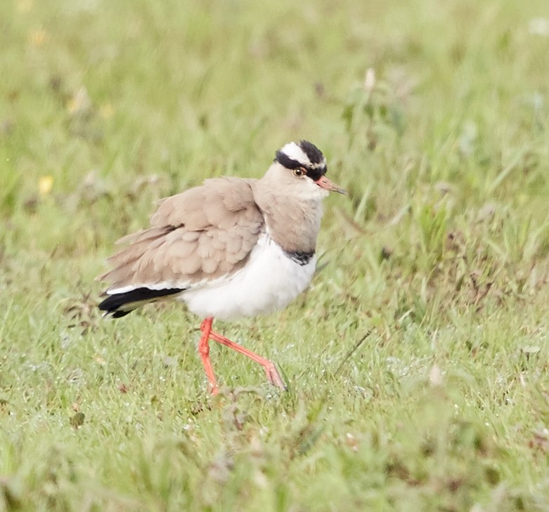 Crowned Lapwing - ML42814961
