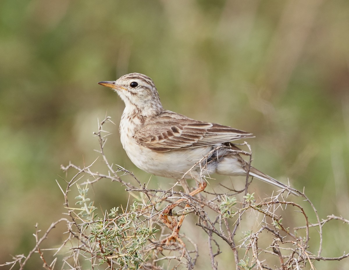 African Pipit - ML42815601