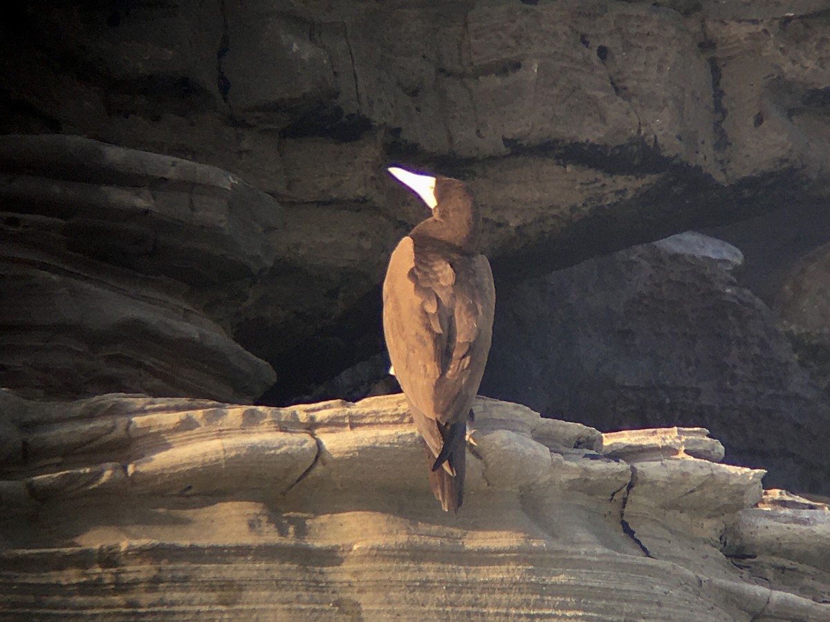 Brown Booby - ML428159941