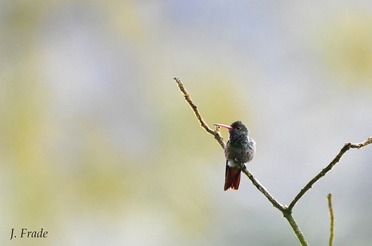 Rufous-tailed Hummingbird - José Frade