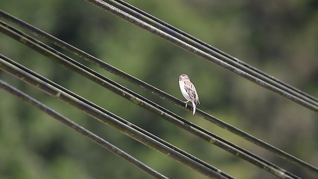 Russet Sparrow - ML428164091