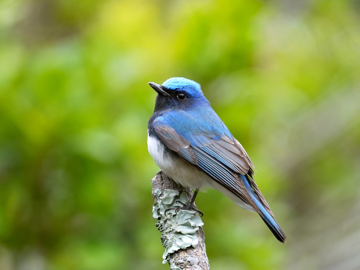 Blue-and-white Flycatcher - ML428165901