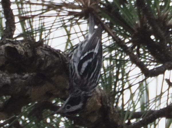 Black-and-white Warbler - ML428166291