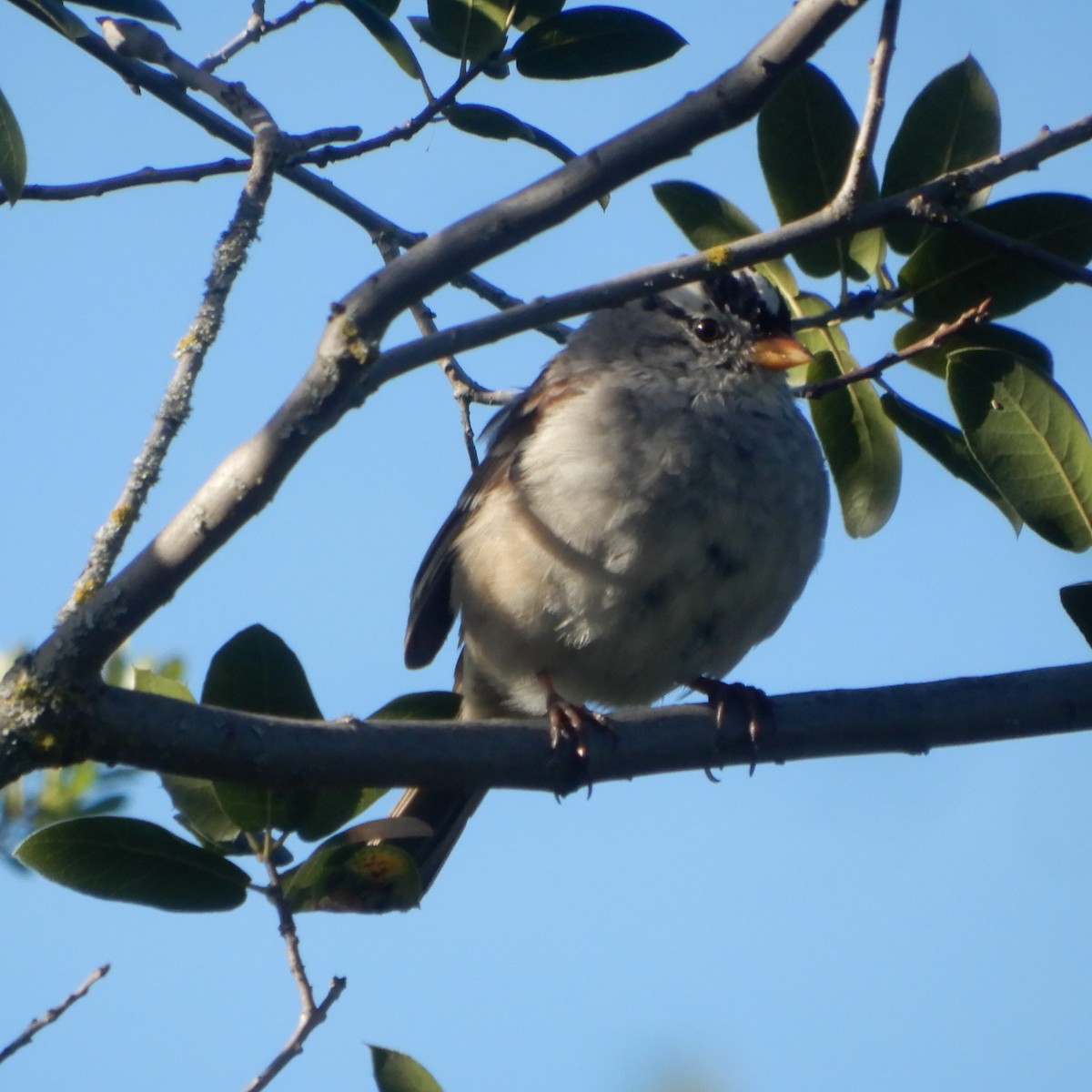 eBird Checklist - 21 Mar 2022 - Nimbus Fish Hatchery - 65 species