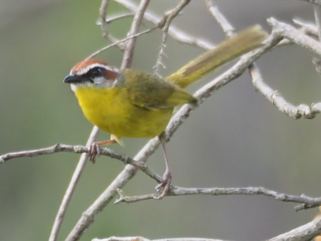 Rufous-capped Warbler - ML428168801