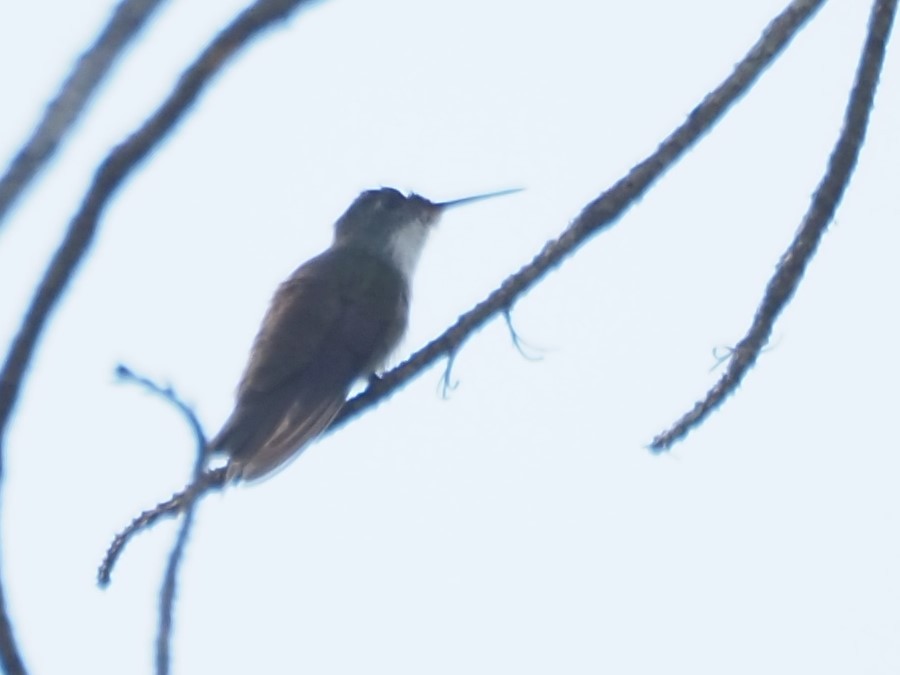 Azure-crowned Hummingbird - ML428168961