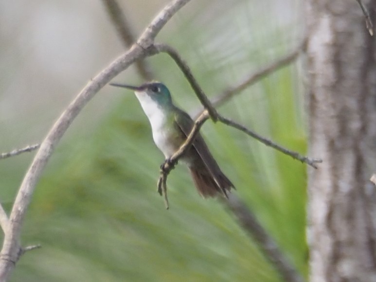 Azure-crowned Hummingbird - ML428169161