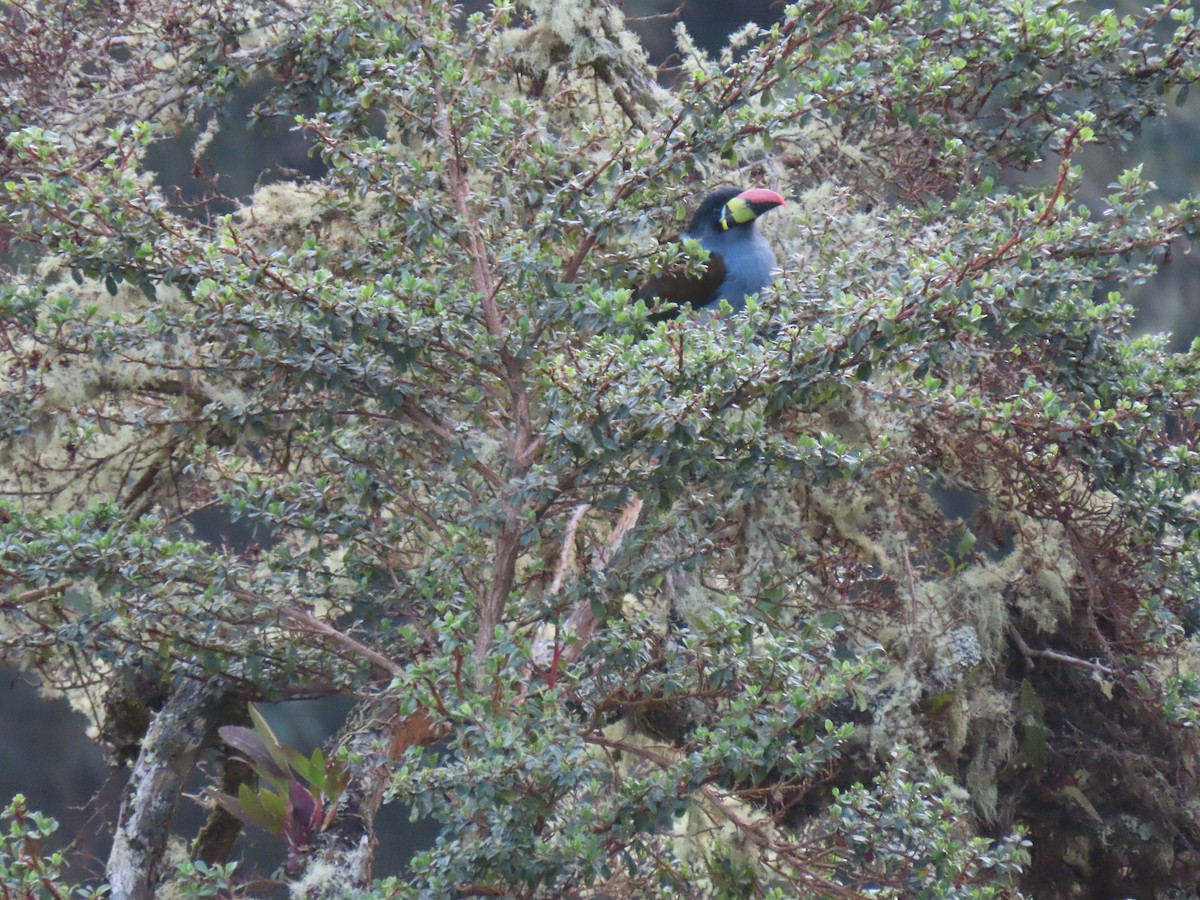 Gray-breasted Mountain-Toucan - ML428170781