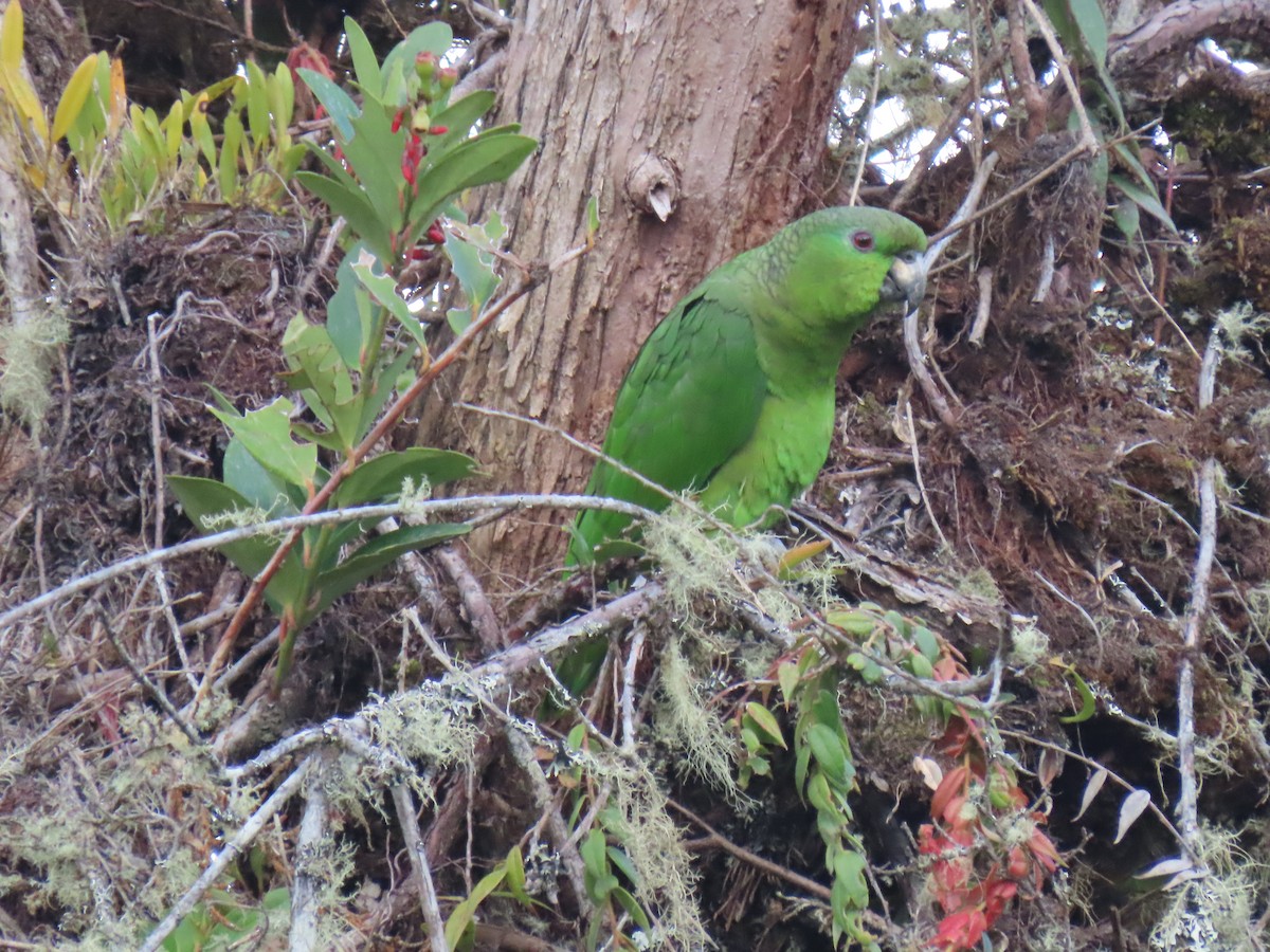 Scaly-naped Parrot - ML428170831