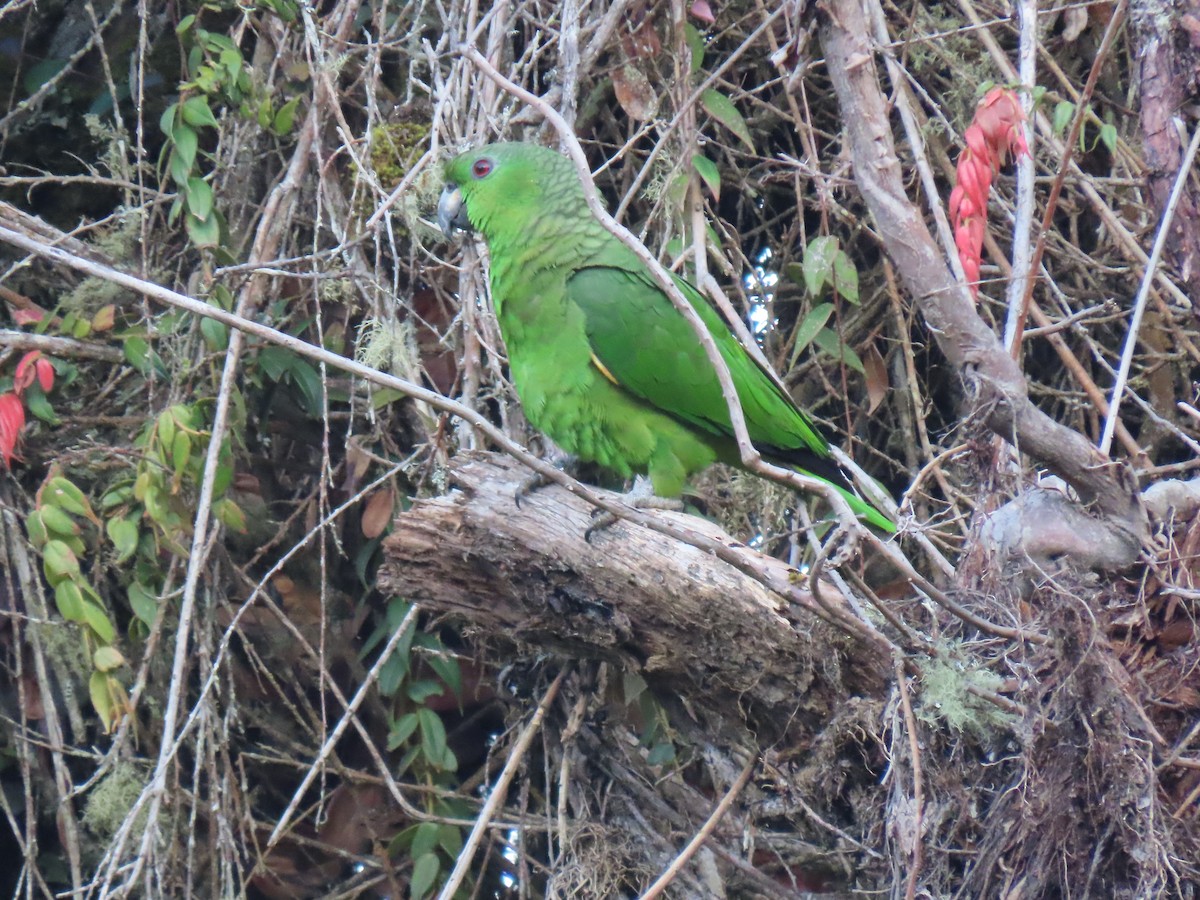 Scaly-naped Parrot - ML428170861