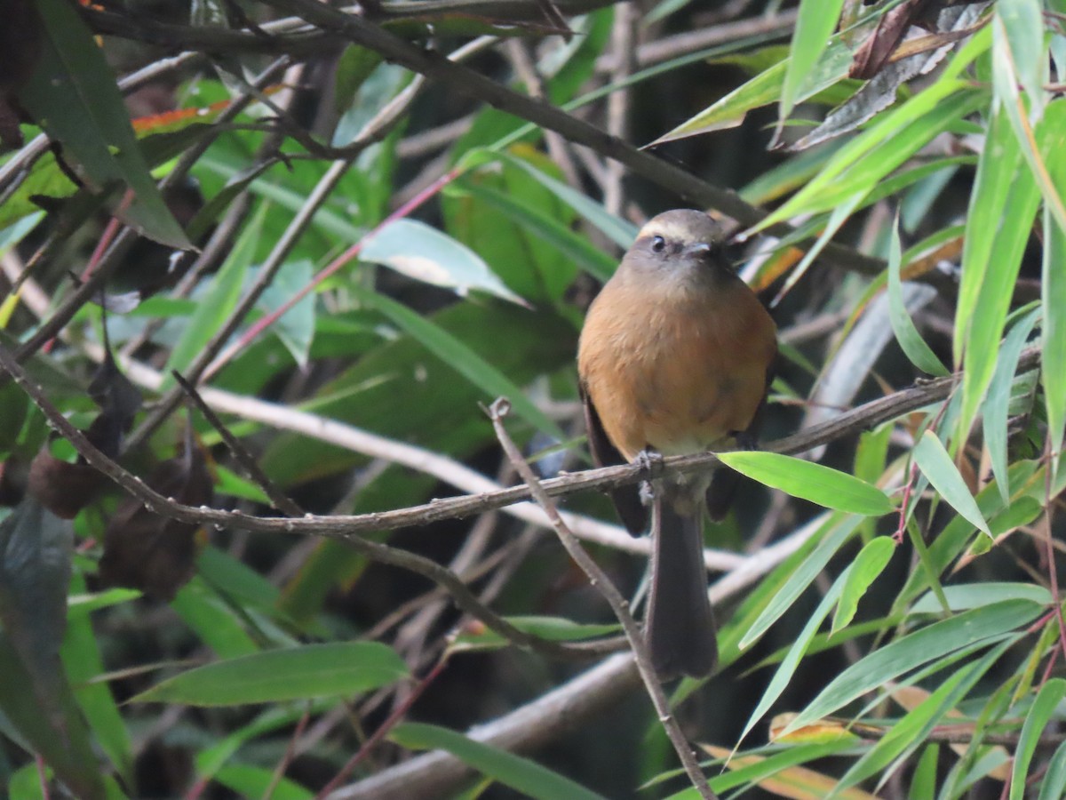 Brown-backed Chat-Tyrant - ML428171051