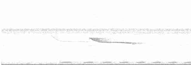 White-mantled Barbet - ML428171311