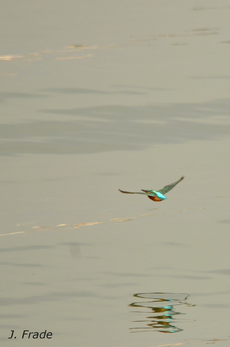 Common Kingfisher - ML42817441
