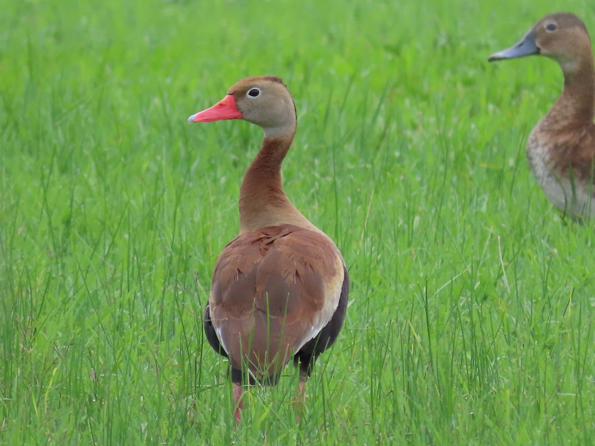 Black-bellied Whistling-Duck - Greg Vassilopoulos