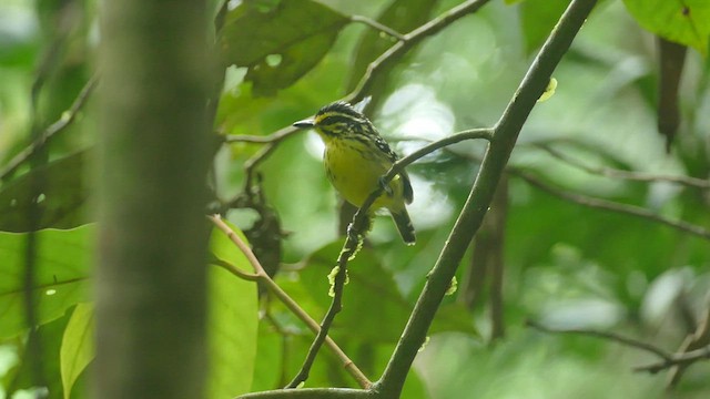 Yellow-browed Antbird - ML428176281