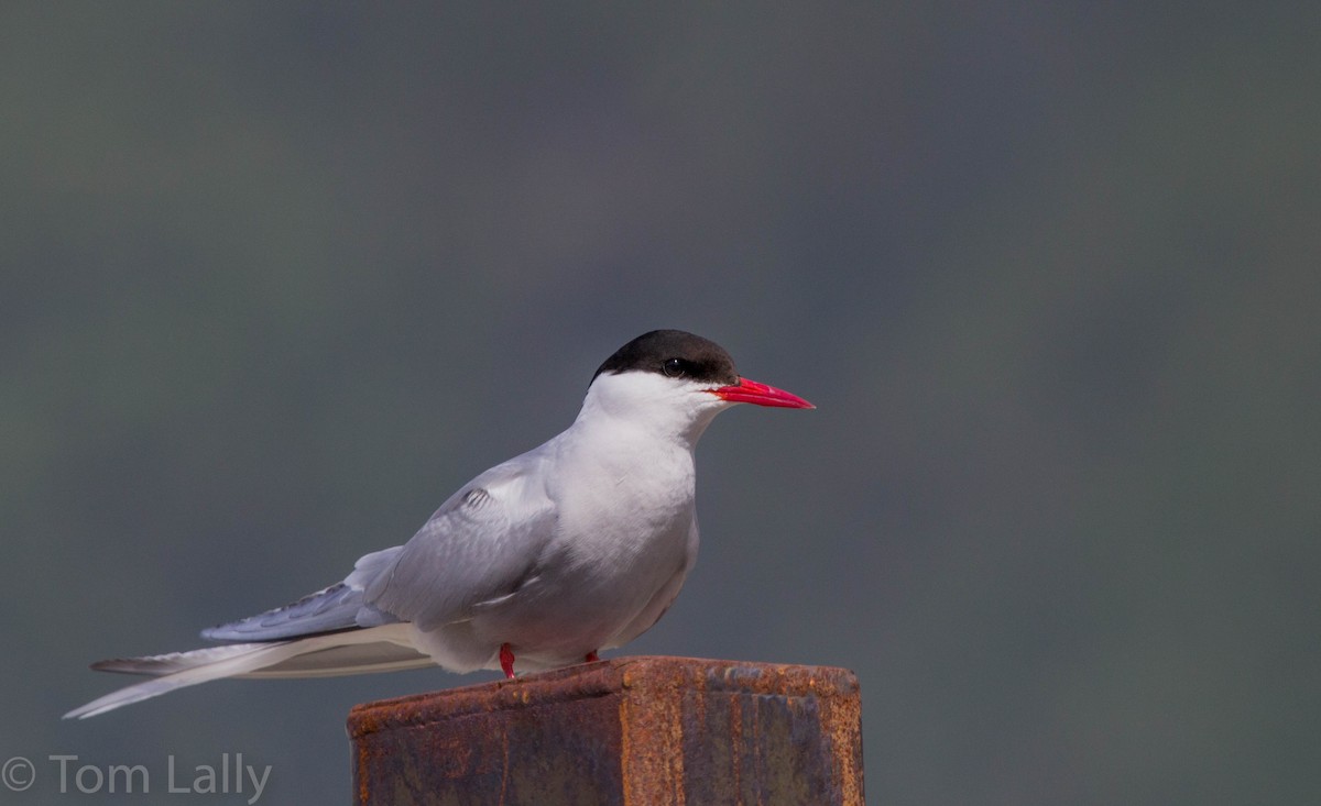 Arctic Tern - Tom Lally
