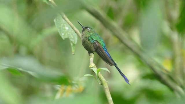 Violet-tailed Sylph - ML428177101