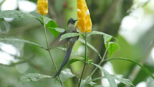 Violet-tailed Sylph - ML428177401