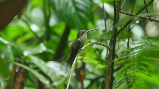 Прямоклювый колибри-отшельник - ML428177851