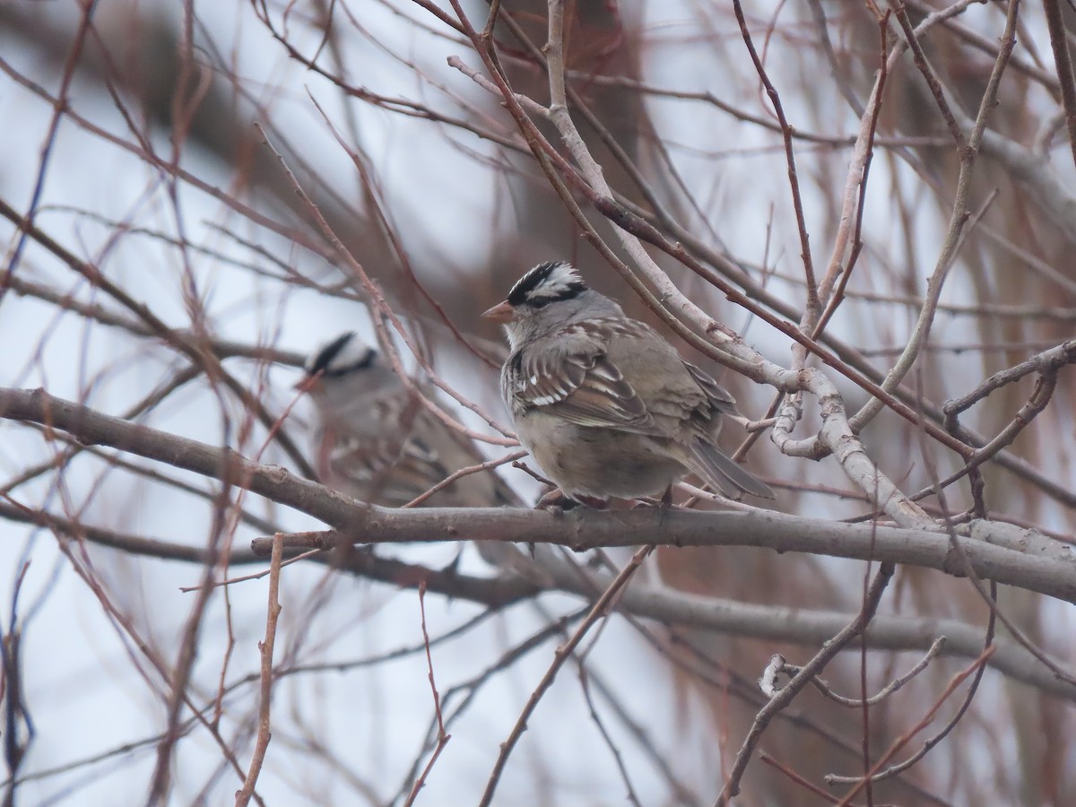 White-crowned Sparrow - Trevor Leitz