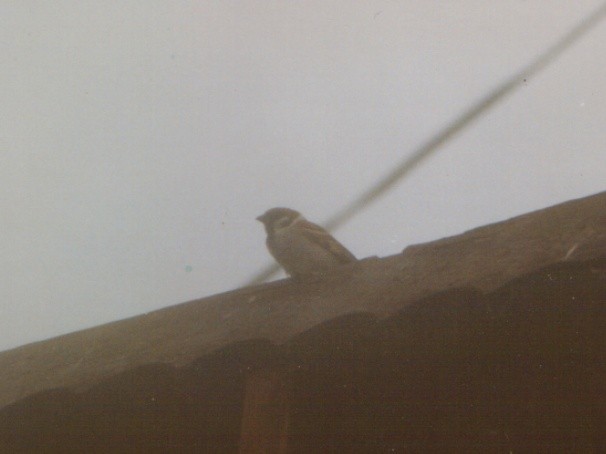 Eurasian Tree Sparrow - ML428187941