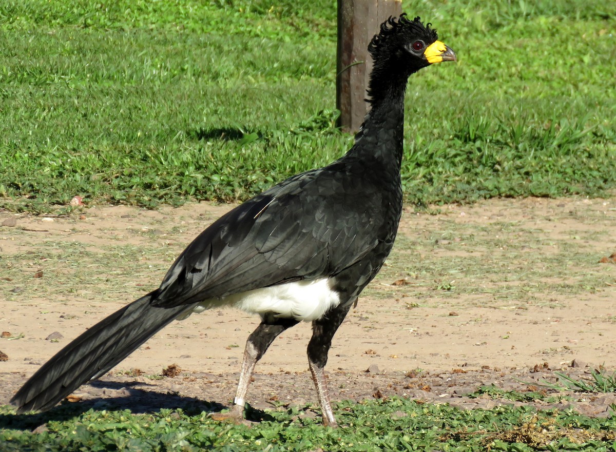 Bare-faced Curassow - ML428188851