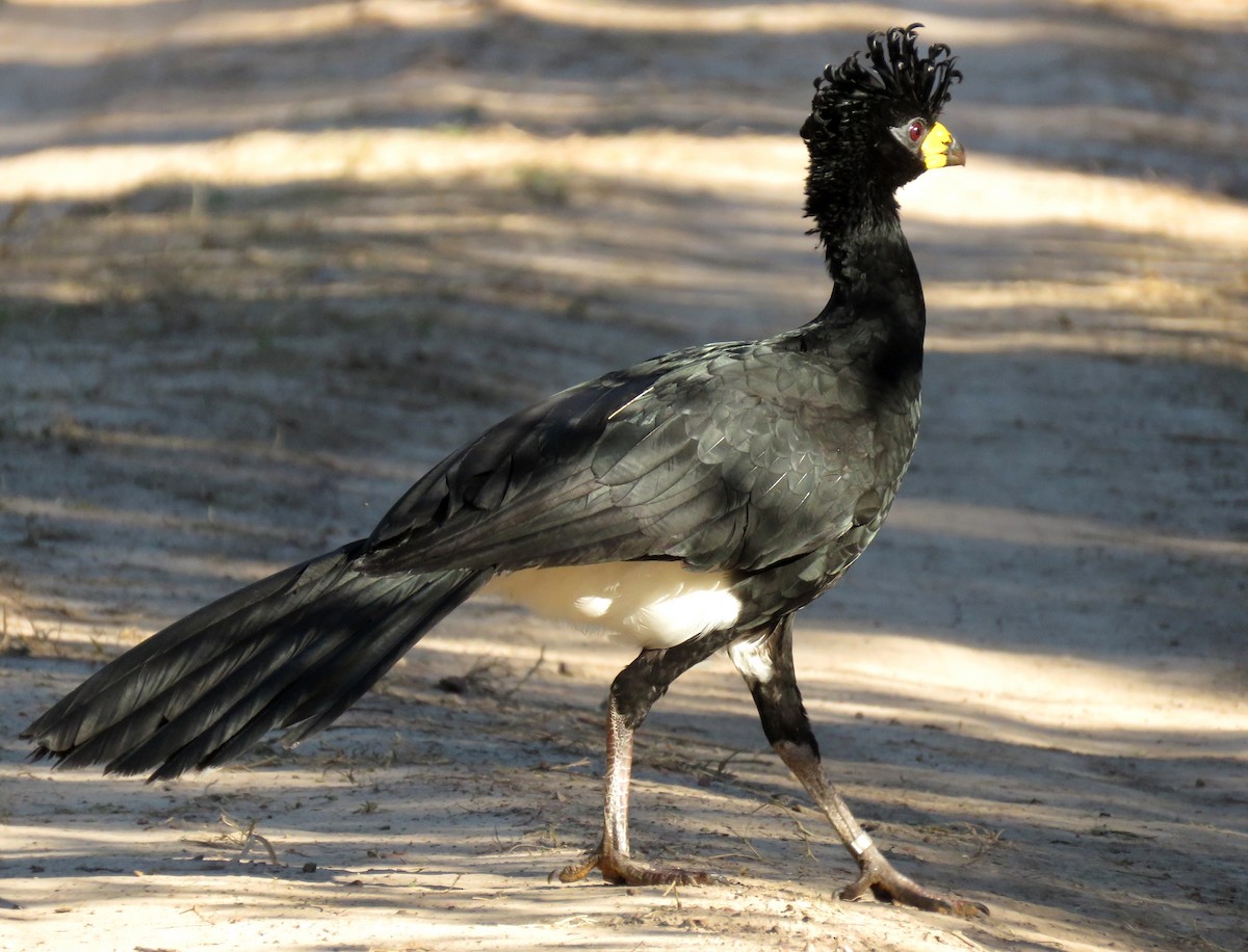 Bare-faced Curassow - ML428188871