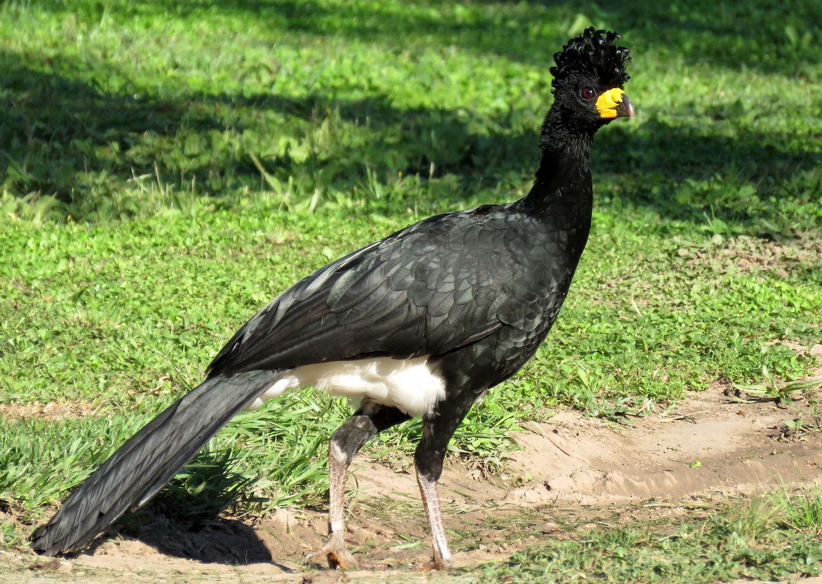 Bare-faced Curassow - ML428188921