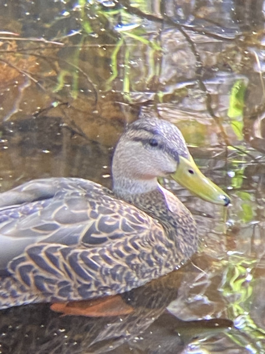 Mexican Duck - ML428189121