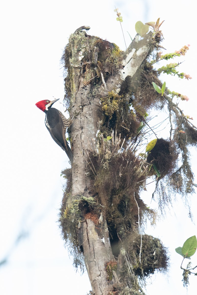 Guayaquil Woodpecker - Warren Whaley