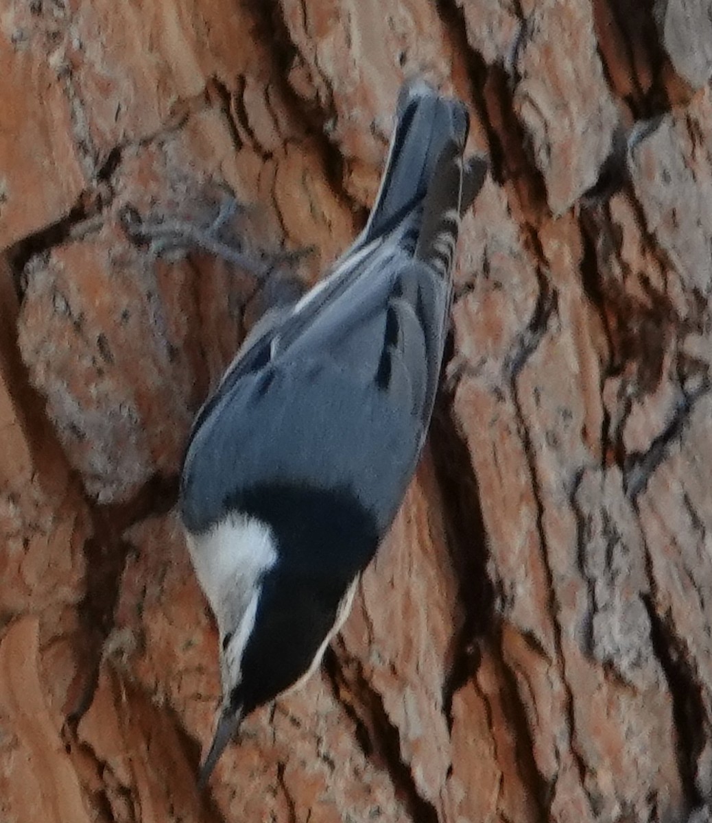 White-breasted Nuthatch - ML428195831