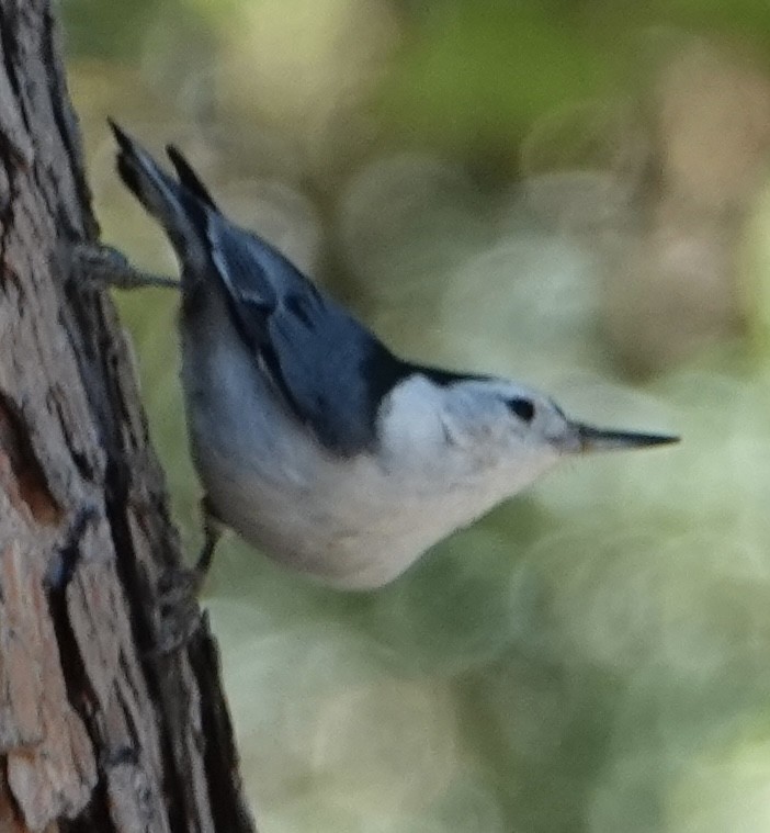 White-breasted Nuthatch - ML428195841