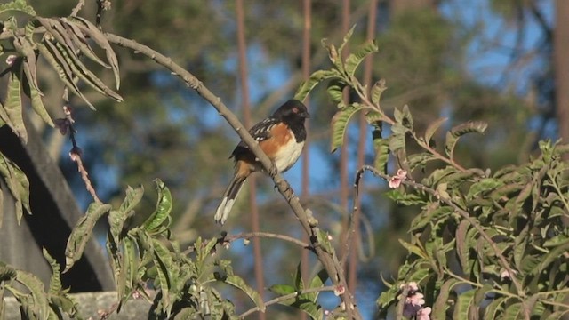 Spotted Towhee - ML428195931