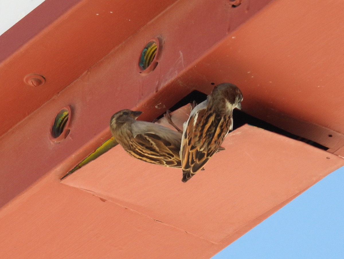 House Sparrow - ML428197101