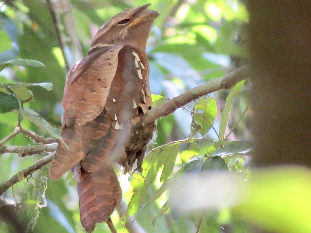 Large Frogmouth - ML428198061