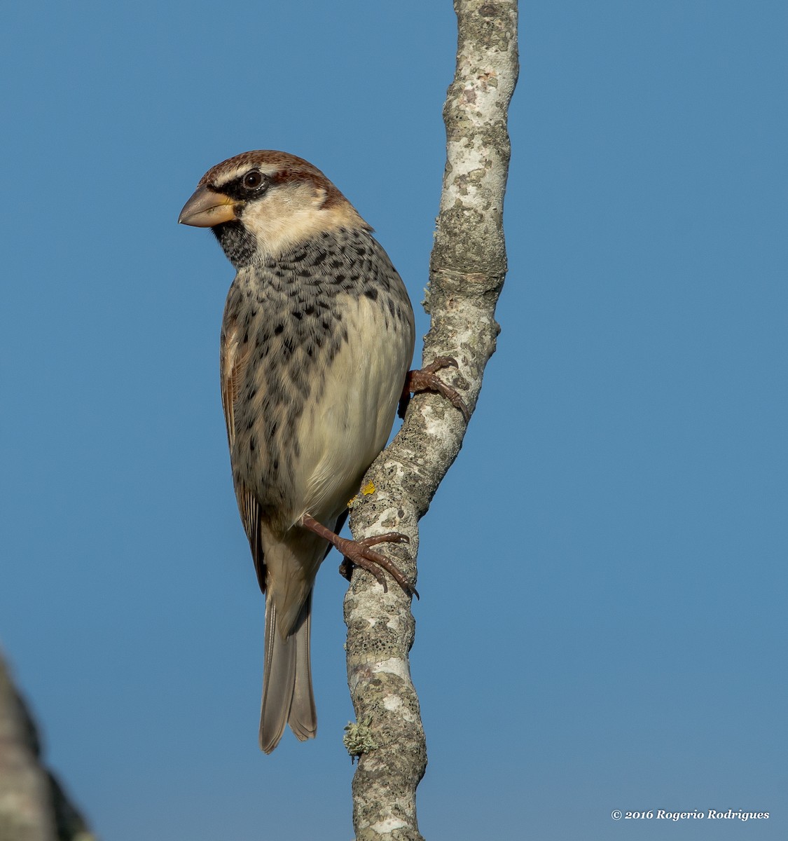 Spanish Sparrow - ML42820121