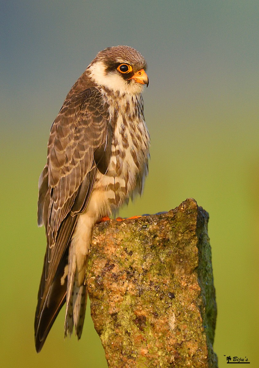 Amur Falcon - Biju PB
