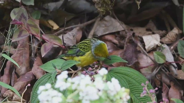 Silver-throated Tanager - ML428210191