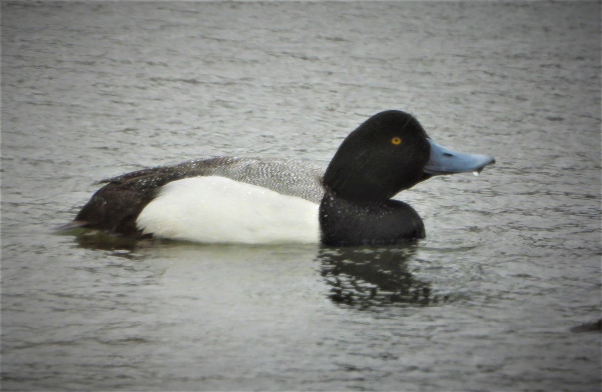 Greater Scaup - ML428210251