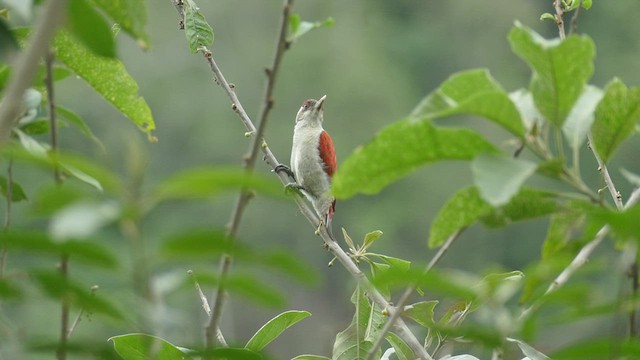 Scarlet-backed Woodpecker - ML428213371