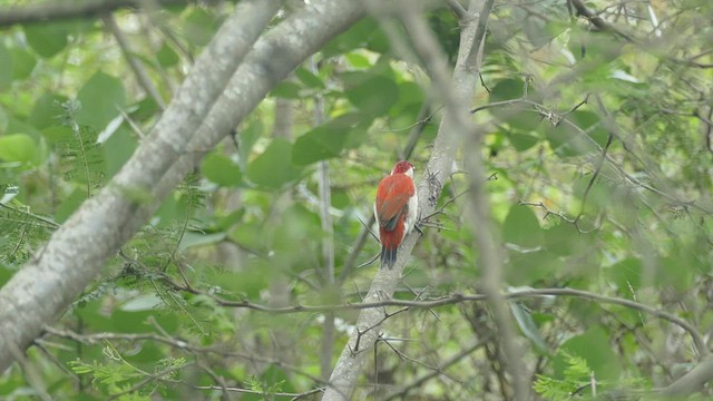 Scarlet-backed Woodpecker - ML428213451