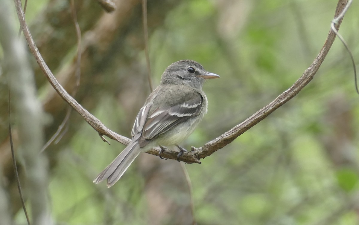 Gray-breasted Flycatcher - ML428215171
