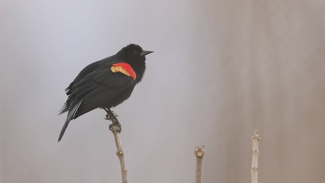Red-winged Blackbird - ML428219581
